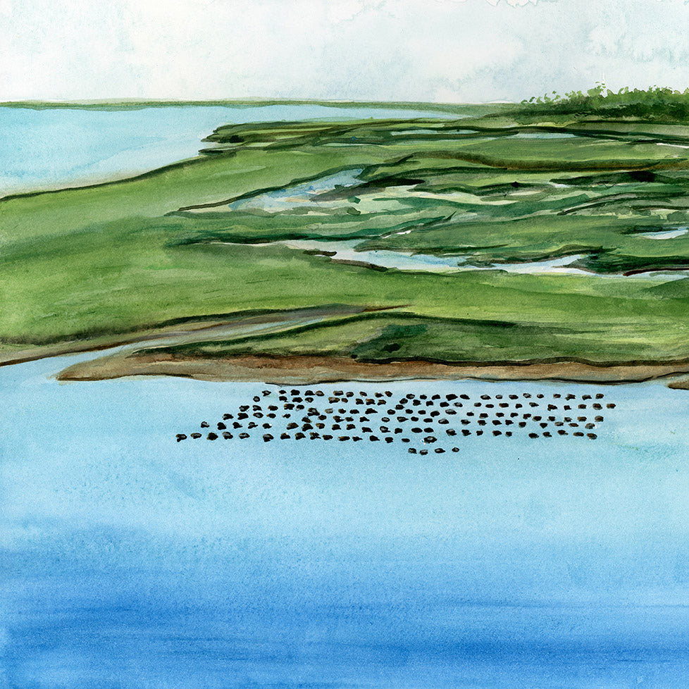 Steamboat Creek Oyster Farm