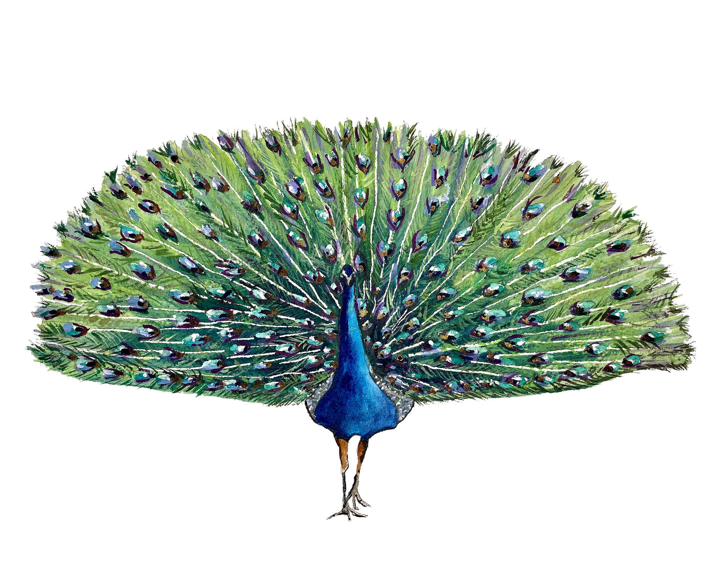 Peacock